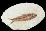 Fossil Fish (Knightia) With Floating Frame Case #106713-1